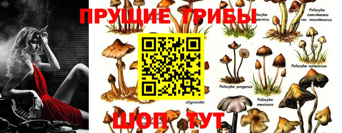 Псилоцибиновые грибы прущие грибы Обь